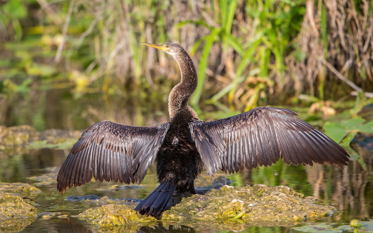Bird drying wings in Everglades wetlands, part of Big Bus Miami tour.