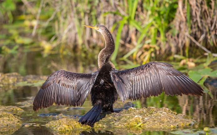 Bird drying wings in Everglades wetlands, part of Big Bus Miami tour.