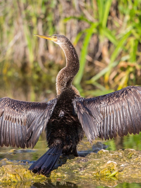 Bird drying wings in Everglades wetlands, part of Big Bus Miami tour.