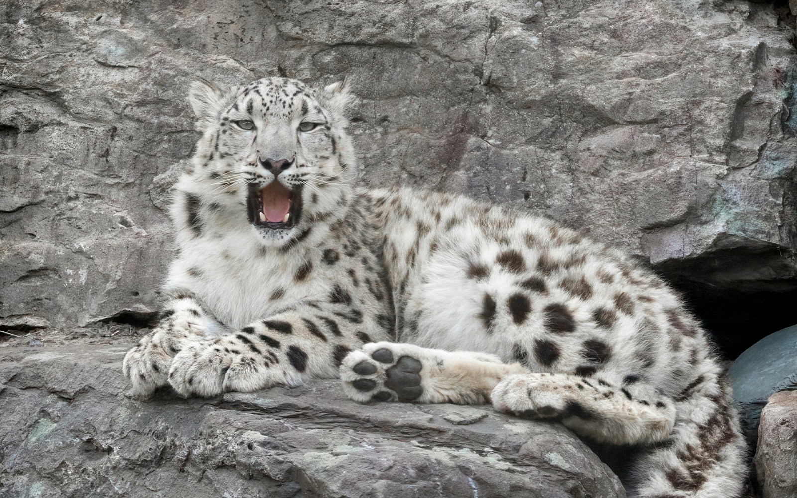 Snow leopard resting on rocks at Dubai Safari Park.