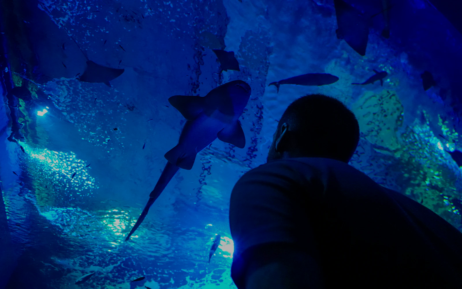 Visitor observing fish at Seville Aquarium.
