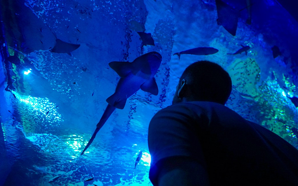Visitor observing fish at Seville Aquarium.