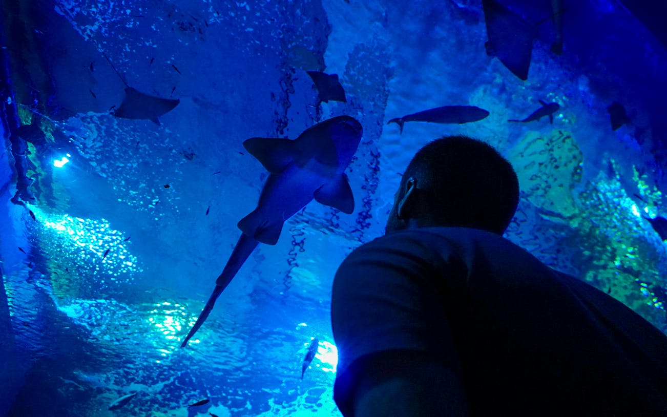 Visitor observing diverse fish species at Seville Aquarium.