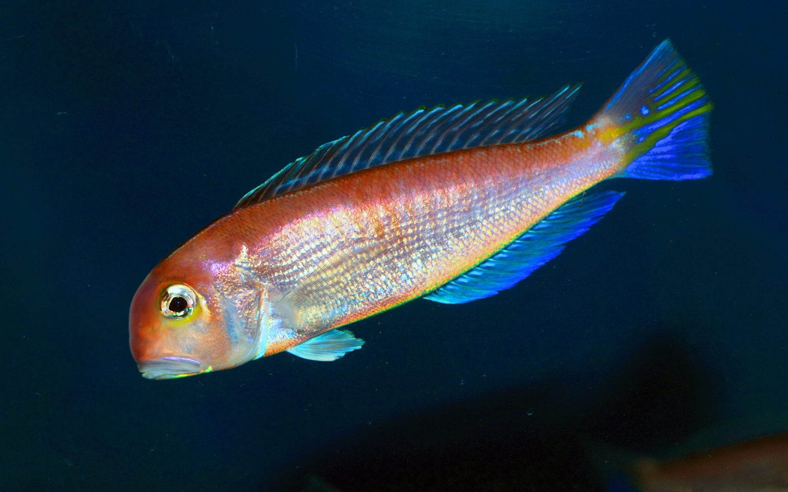 The Sea of Kyoto - Kyoto Aquarium Tickets