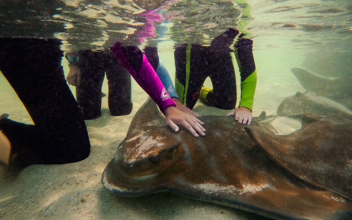 Woman interacting with stingray at Irukandji Shark & Ray Encounters aquarium.