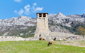 Kruje Castle tower with grazing sheep and mountain backdrop, Albania.