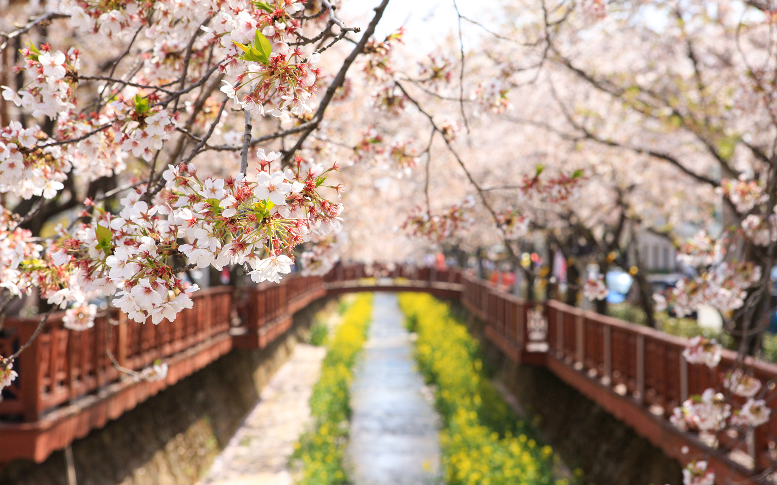Cherry blossoms Seoul