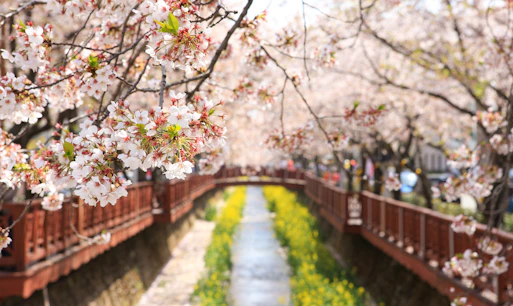 Cherry blossoms Seoul