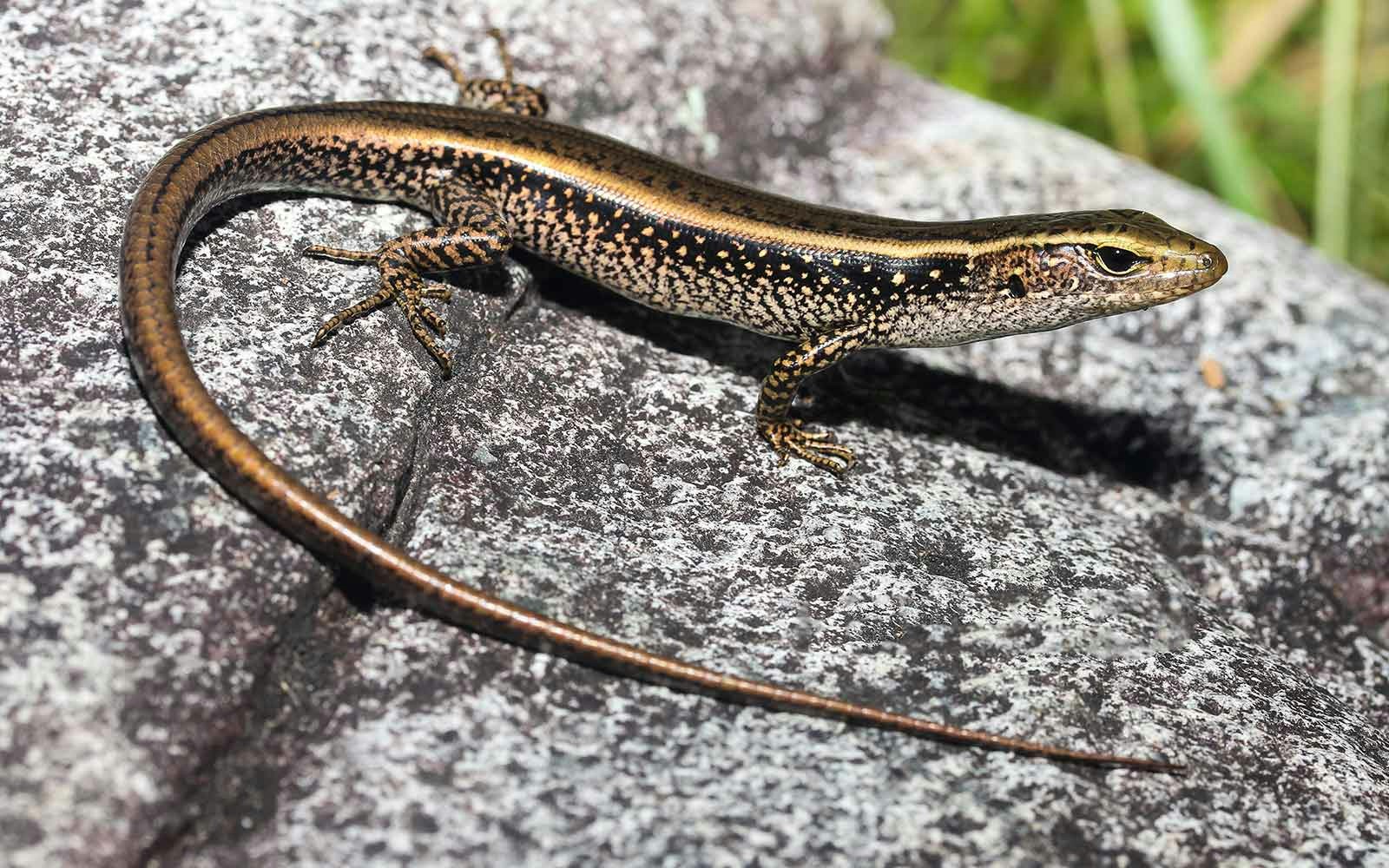 Blue Mountains Water Skink