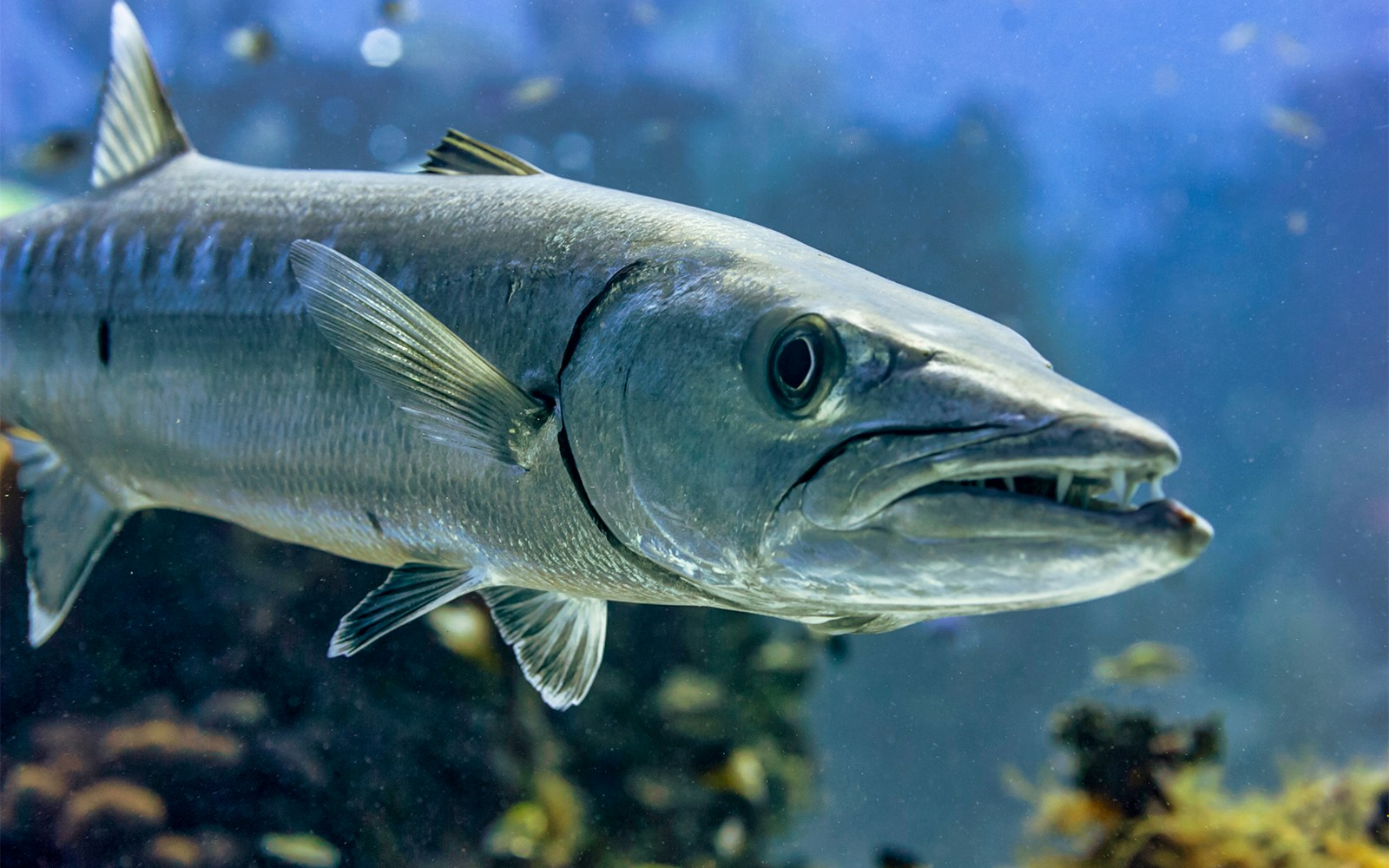 Barracuda swimming in Oceanario Lisboa aquarium.