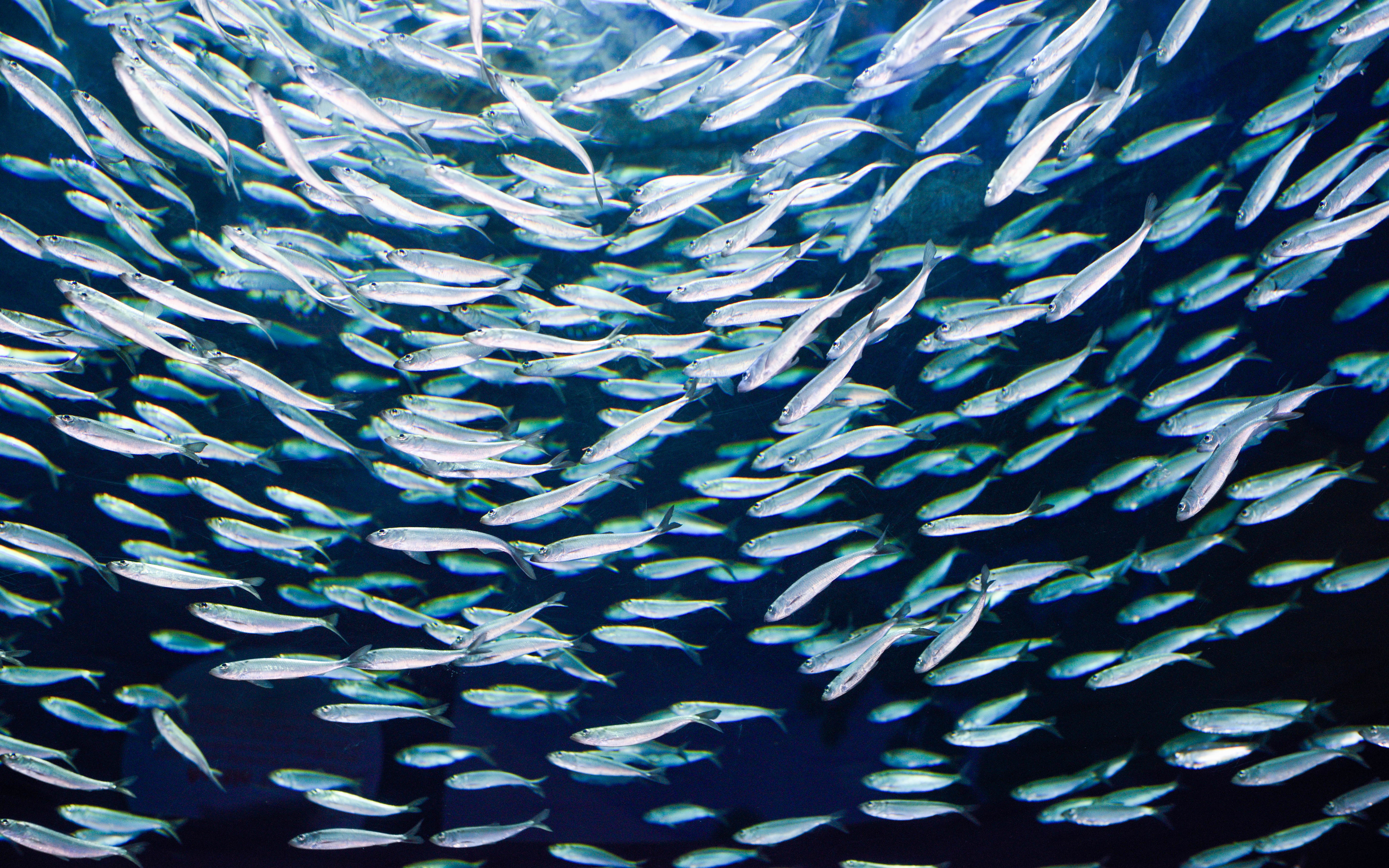 Abundant food supply