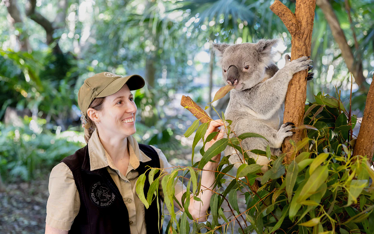 Biglietti per il Santuario dei Koala di Lone Pine con crociera sul fiume Brisbane — 5