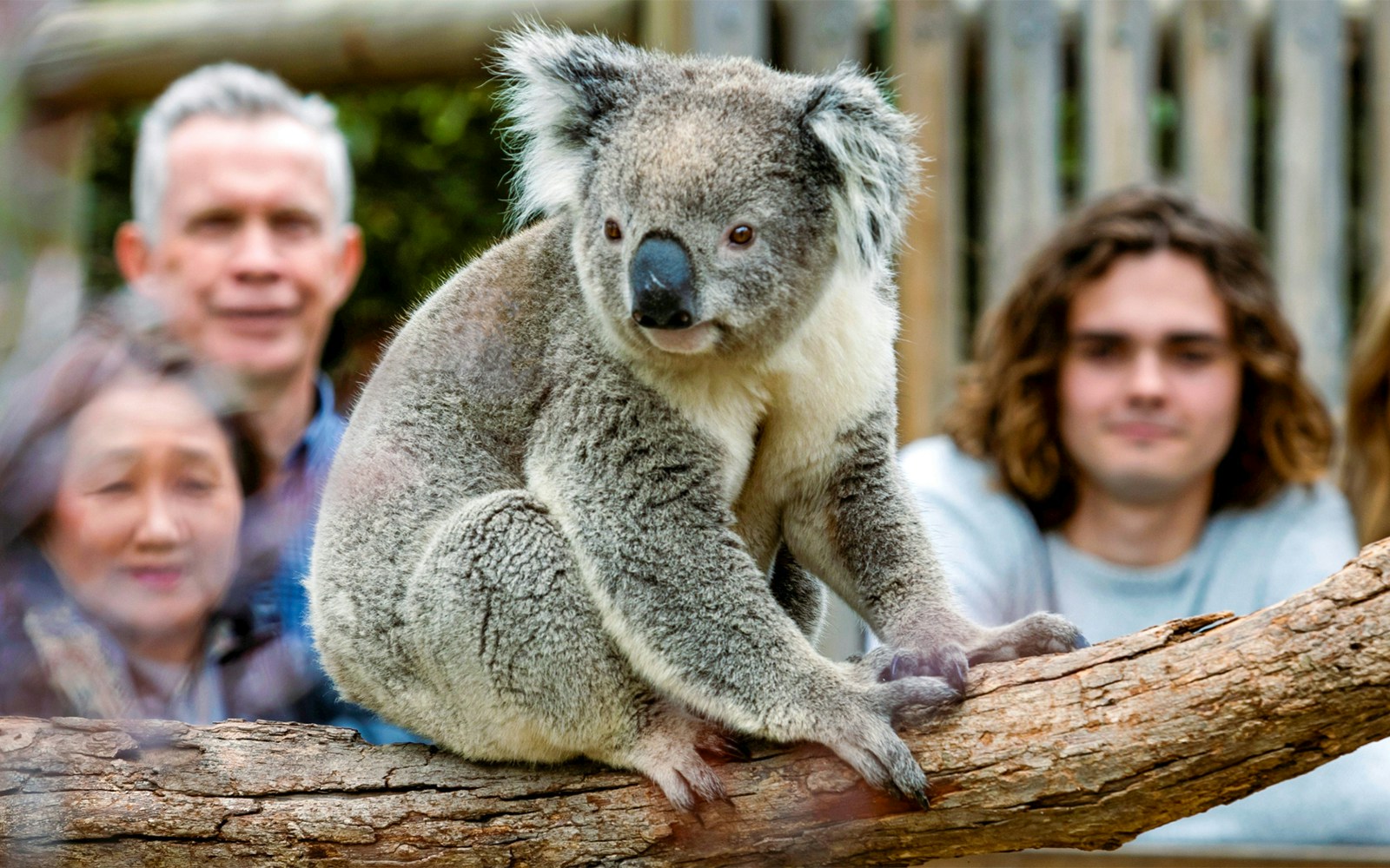 Koala sitting on a branch at Moonlit Sanctuary, part of the Phillip Island Tour.