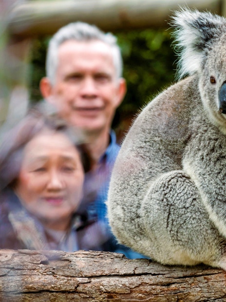 Koala sitting on a branch at Moonlit Sanctuary, part of the Phillip Island Tour.