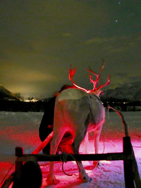 Reindeer sledding at night with mountains and faint Northern Lights in the background.