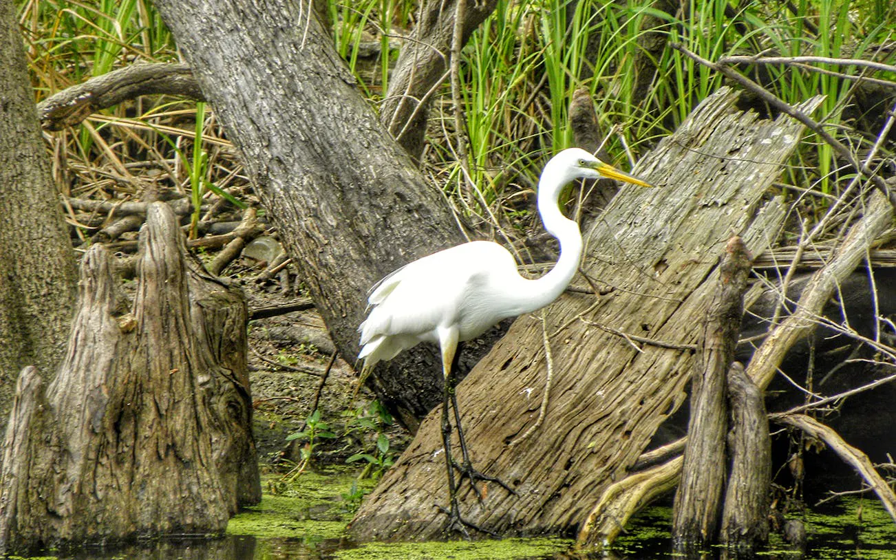 Egret standing on a log in a swamp during a New Orleans airboat tour.
