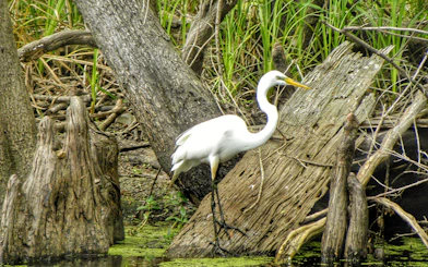 Egret standing on a log in a swamp during a New Orleans airboat tour.