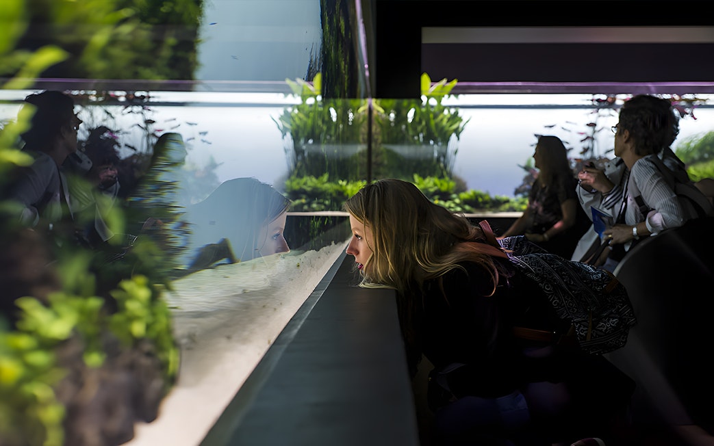 Women observing underwater forest exhibit at Lisbon Oceanarium.