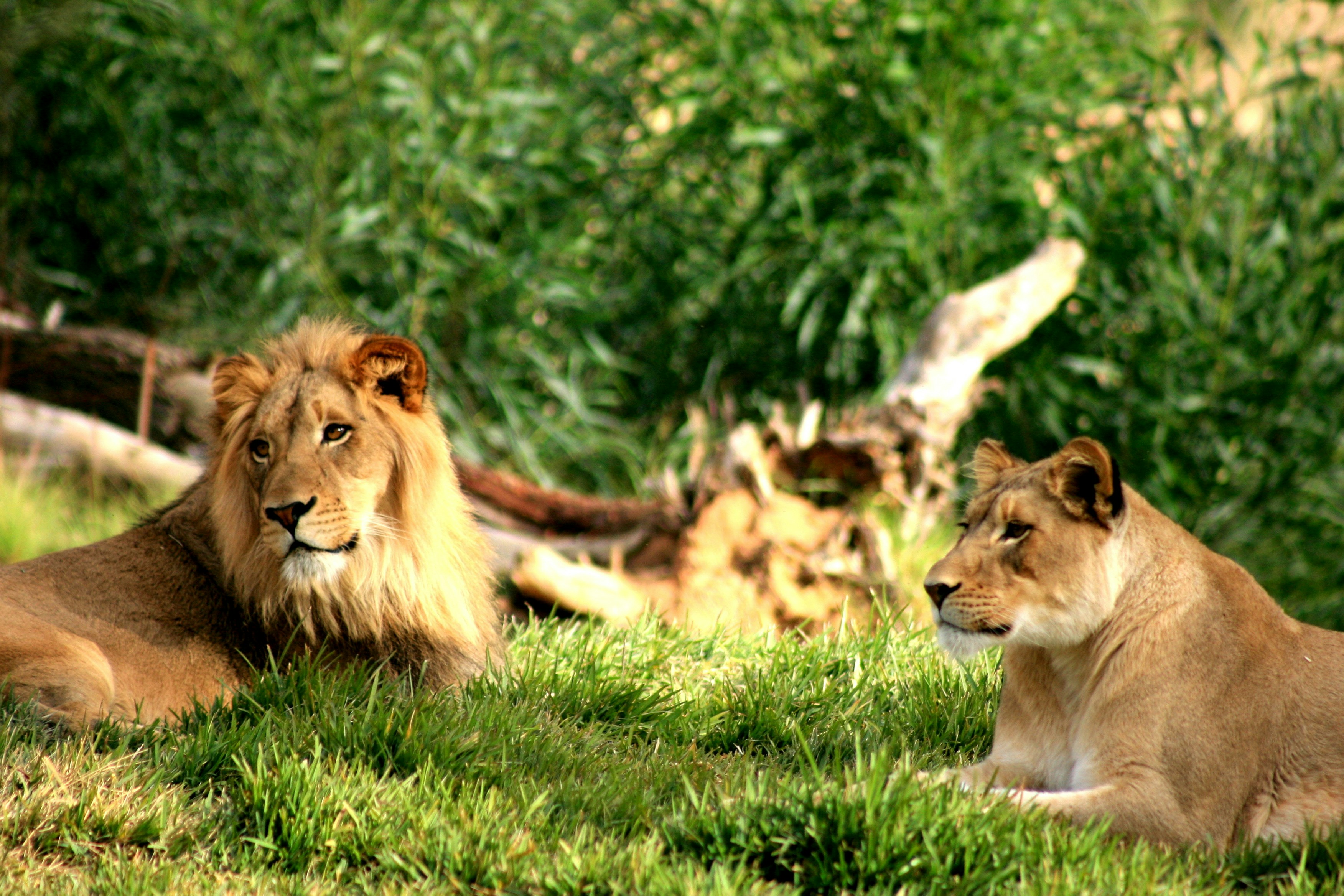 lions inside enclosure at a zoo