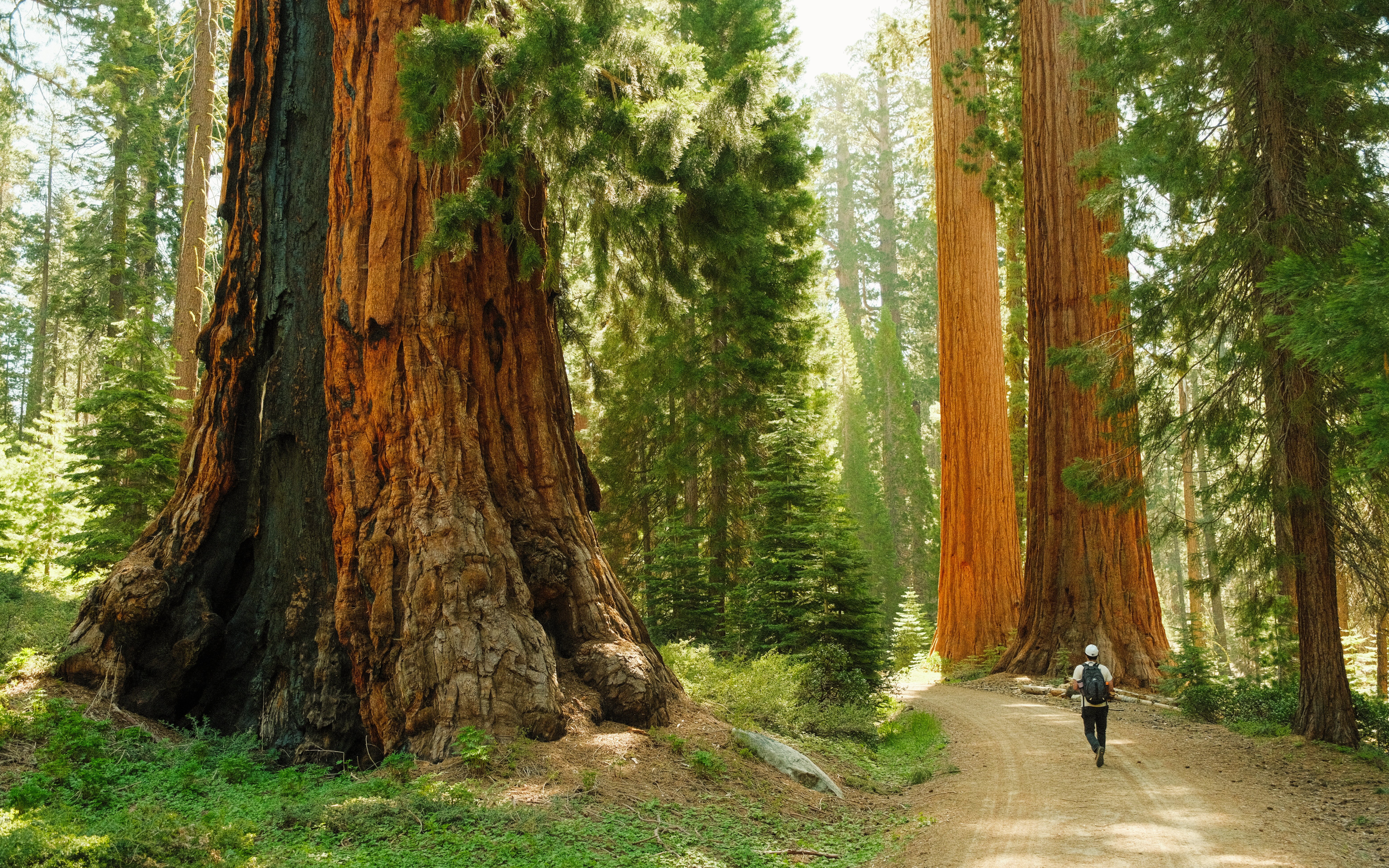 Hiker walking among ancient giant sequoia trees on a forest trail.