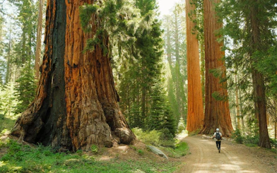 Hiker walking among ancient giant sequoia trees on a forest trail.