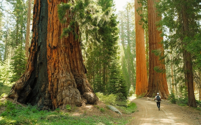 Hiker walking among ancient giant sequoia trees on a forest trail.