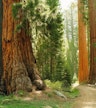 La forêt de séquoias géants de Tuolumne