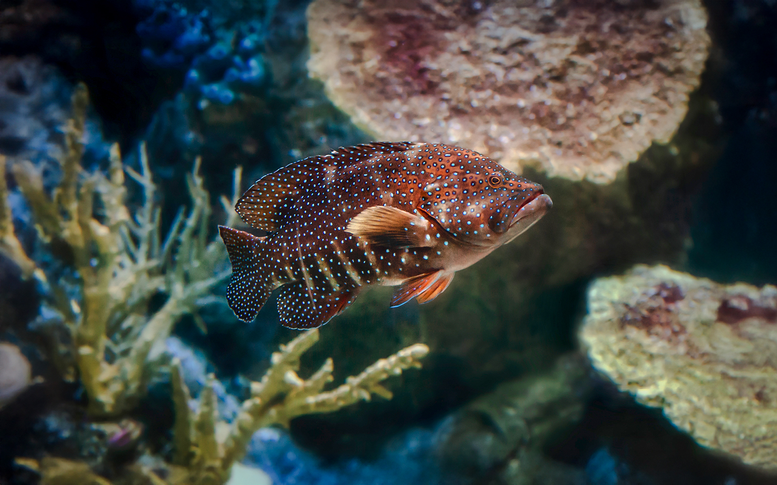 Colorful fish swimming near coral at Aquarium of the Pacific.