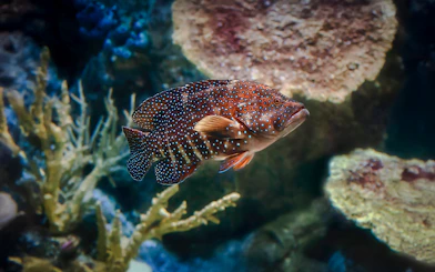 Colorful fish swimming near coral at Aquarium of the Pacific.