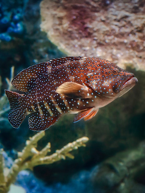 Colorful fish swimming near coral at Aquarium of the Pacific.
