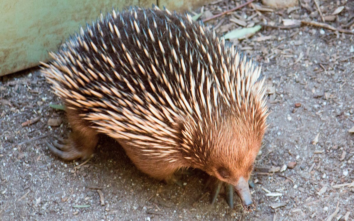 full-day tour of puffing billy & healesville sanctuary-7 full-day tour of puffing billy & healesville sanctuary-7
