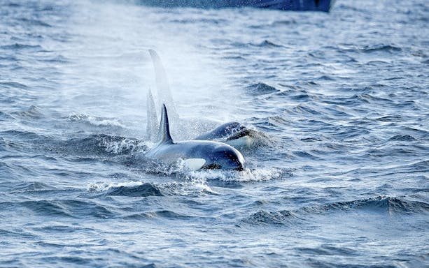 Orcas swimming in the ocean near Tromso during a whale watching tour.