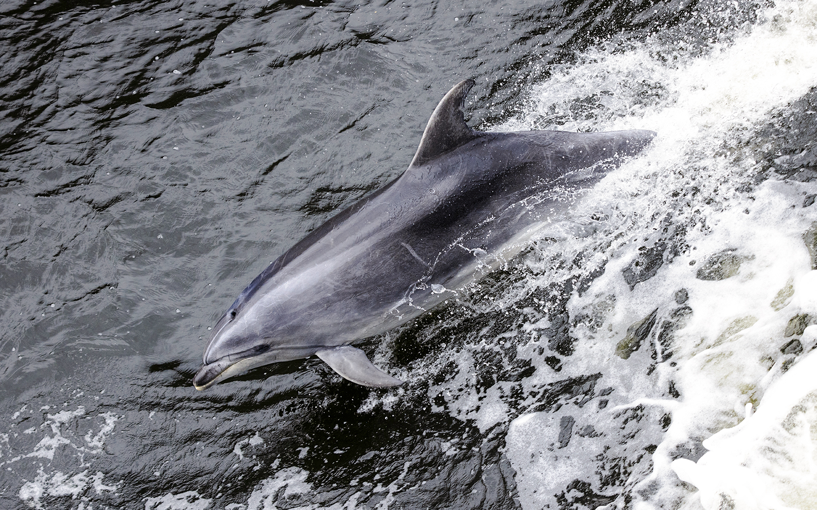 Dolphin swimming in Milford Sound, New Zealand.