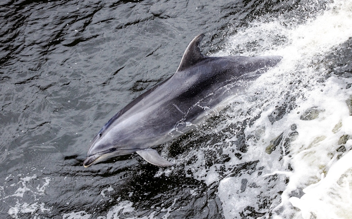 Dolphin swimming in Milford Sound, New Zealand.