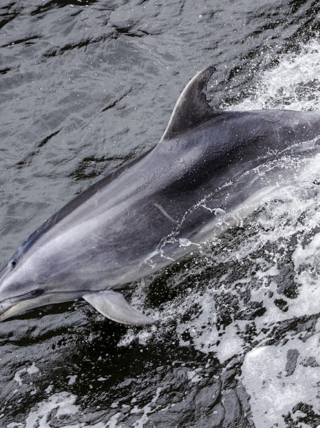 Dolphin swimming in Milford Sound, New Zealand.