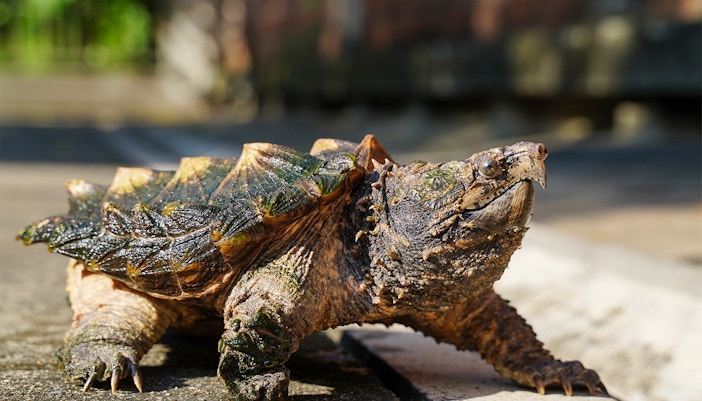 Georgia Aquarium River Scout