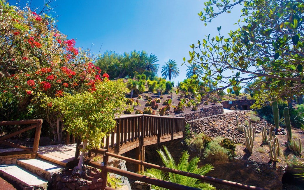 Wooden bridge and lush vegetation at Oasis Wildlife Fuerteventura.