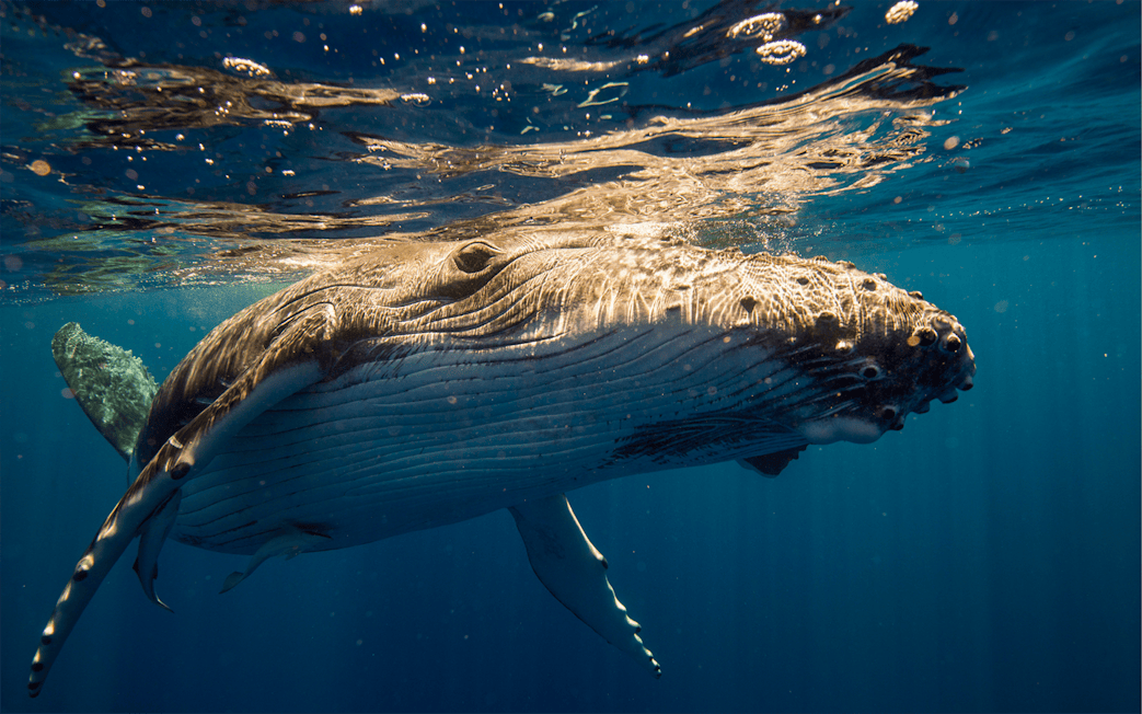 Humpback whale underwater during Sydney Whale Watching Adventure Cruise.