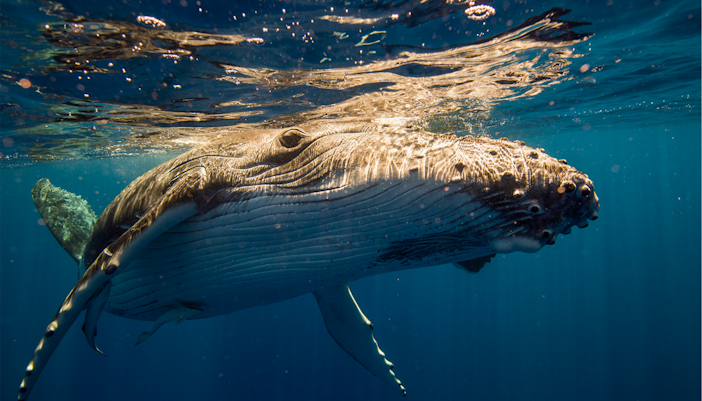 Humpback whale underwater during Sydney Whale Watching Adventure Cruise.