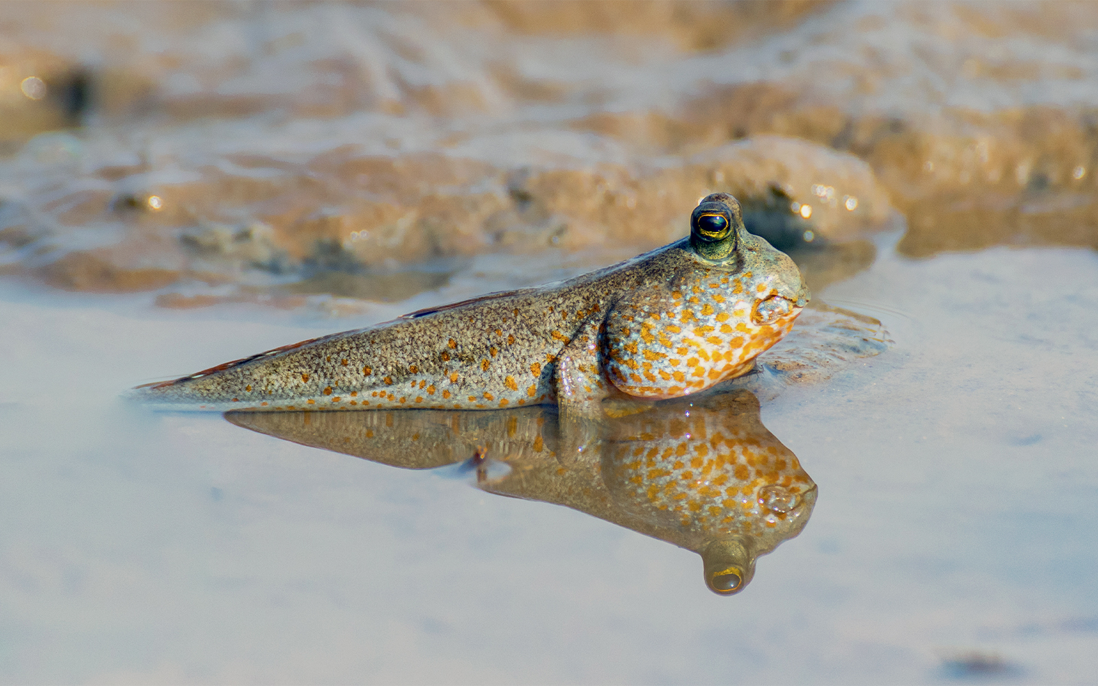 Giant Mudskipper at Aquaria KLCC