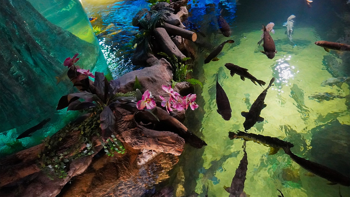 Attractions Near Langkawi Underwater World