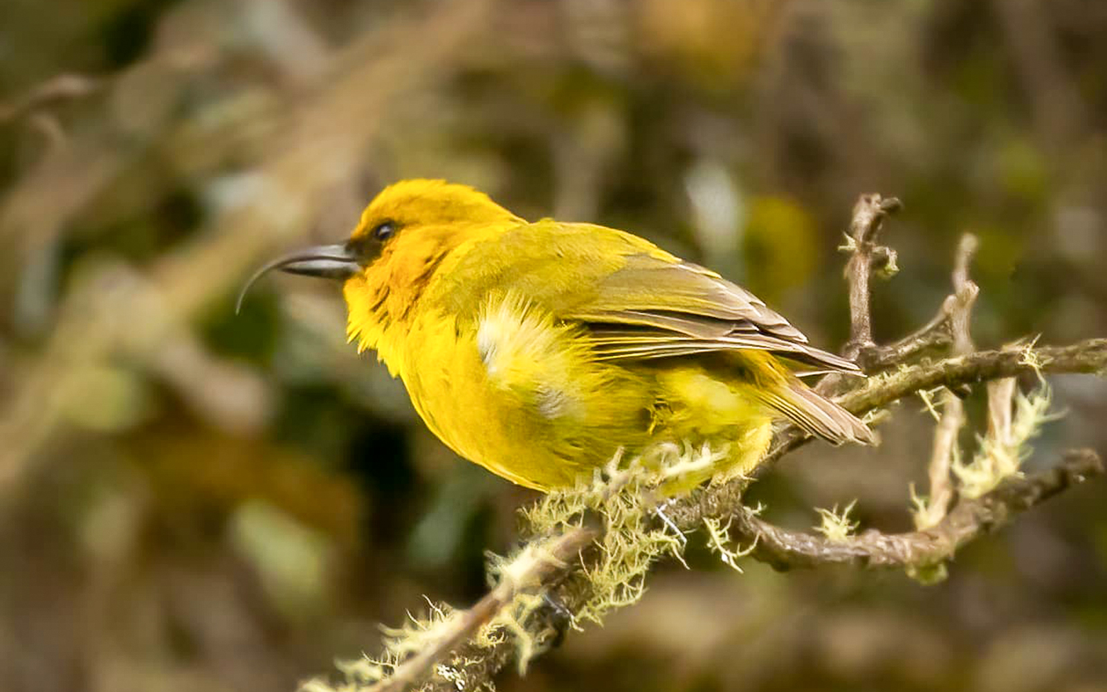 Hawaiian honeycreeper perched on a branch in Hakalau Forest.