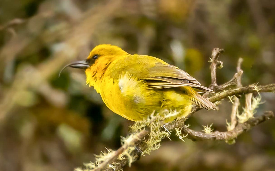 Hawaiian honeycreeper perched on a branch in Hakalau Forest.