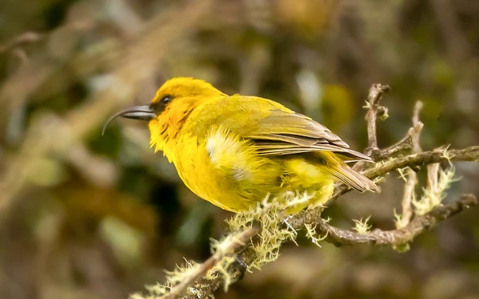 Hawaiian honeycreeper perched on a branch in Hakalau Forest.