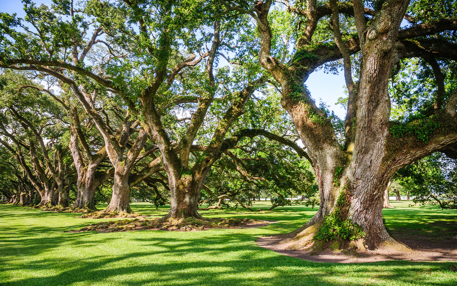Row of oak trees at Oak Alley Plantation, Louisiana.