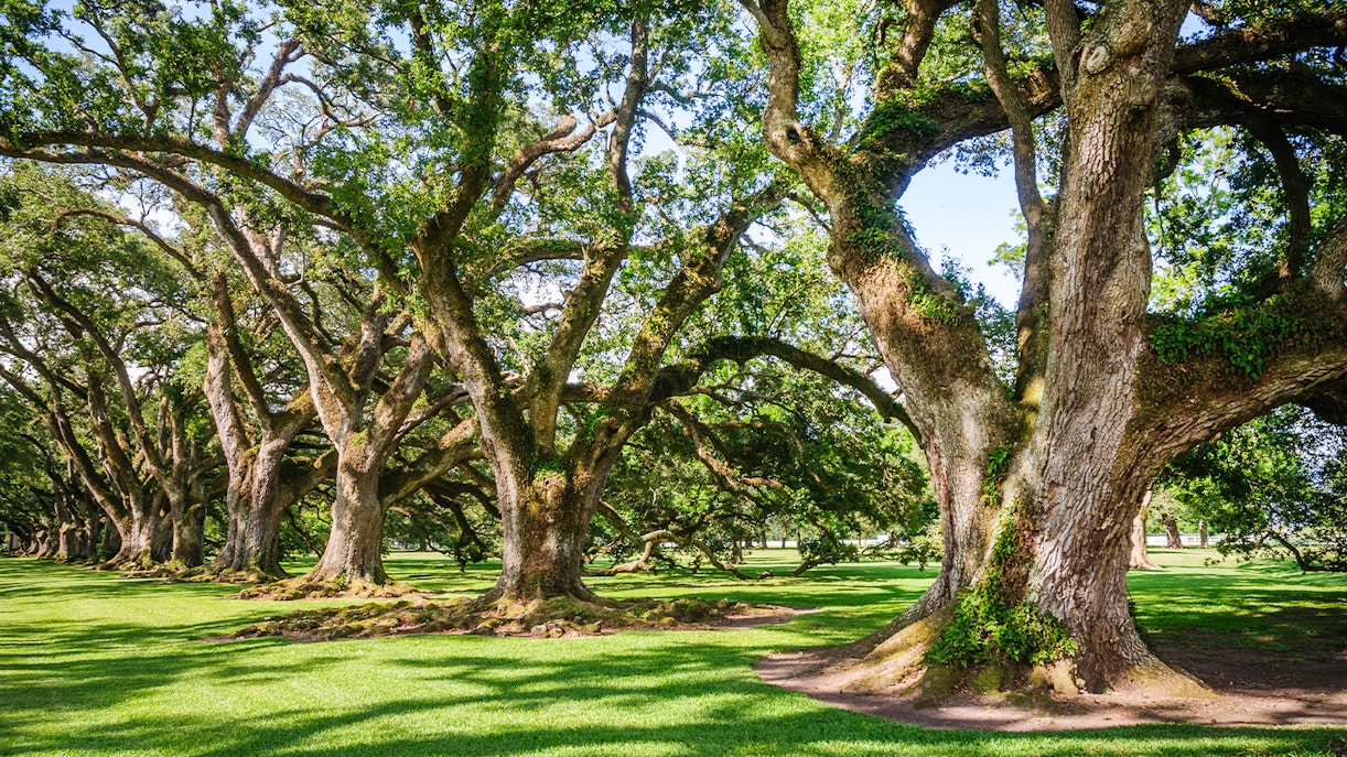 Row of oak trees at Oak Alley Plantation, Louisiana.