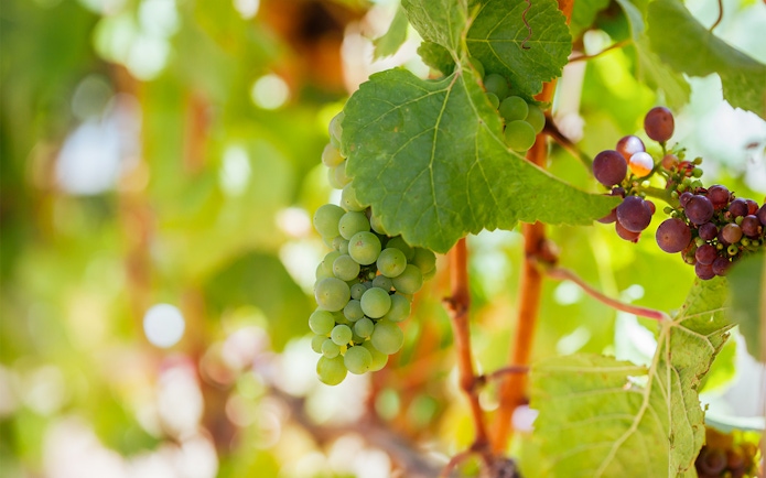 Grapes on a vine at a Mornington Peninsula vineyard during a distillery tour.