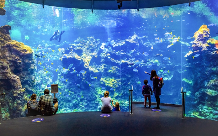 Visitors observing colorful coral reefs at California Academy of Sciences aquarium.