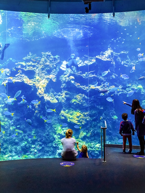 Visitors observing colorful coral reefs at California Academy of Sciences aquarium.