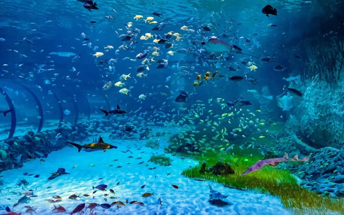 Underwater view of diverse marine life at National Aquarium Abu Dhabi.